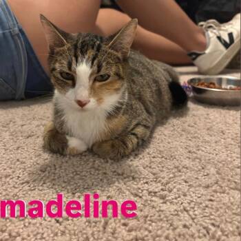 Rescue Domestic Short Hair Cats for Adoption in Woodstock, Virginia - Madeline Bates | PetCurious