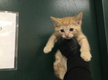 Domestic Short Hair Cats Available for Adoption in Thousand Palms, California - TINKY WINKY | PetCurious