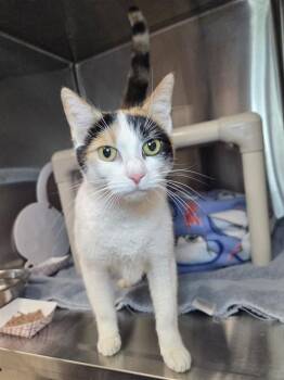 SANDRA -  Domestic Short Hair Cat for Adoption in Westminster, Maryland - SANDRA | PetCurious