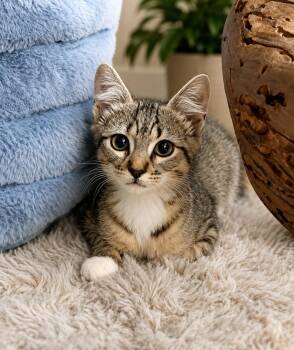 Loris -  Tabby Cat for Adoption in Santa Cruz, California - Loris | PetCurious