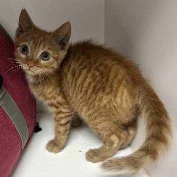 Thor God of Thunder LR2 -  Domestic Short Hair Cat for Adoption in Union, Missouri - Thor God Of Thunder LR2 | PetCurious