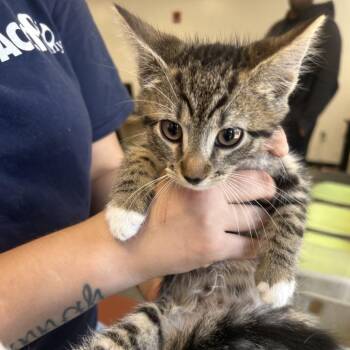 Galena -  Domestic Short Hair Cat for Adoption in Philadelphia, Pennsylvania - Galena | PetCurious