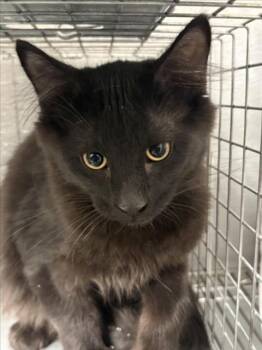 RILEY -  Domestic Short Hair Cat for Adoption in Las Vegas, Nevada - RILEY | PetCurious