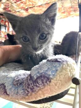 Rock -  Domestic Short Hair Cat for Adoption in Newaygo, Michigan - Rock | PetCurious