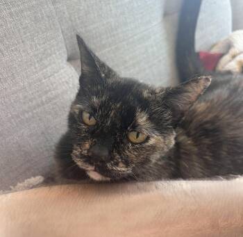 Cece -  Tortoiseshell and Domestic Short Hair Cat for Adoption in Oakland, California - Cece | PetCurious