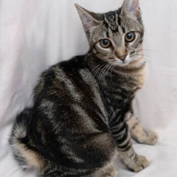 Rescue Domestic Short Hair Cats for Adoption in Brea, California - Poppie | PetCurious