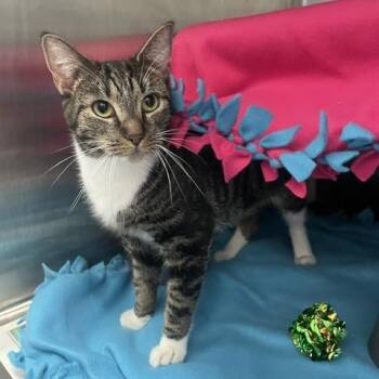 Mia -  Domestic Short Hair Cat for Adoption in Philadelphia, Pennsylvania - Mia | PetCurious