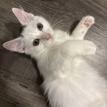 Tobin -  Domestic Long Hair Cat for Adoption in Cat Spring, Texas - Tobin | PetCurious