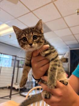 Waverly -  Domestic Long Hair Cat for Adoption in Heber City, Utah - Waverly | PetCurious