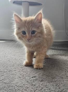 Morgana -  Domestic Long Hair Cat for Adoption in Ogden, Utah - Morgana | PetCurious