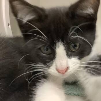 Eeyore -  Domestic Short Hair Cat for Adoption in Redwood City, California - Eeyore | PetCurious