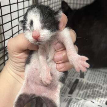 Domestic Short Hair Cats Available for Adoption in Edinburg, Texas - Janelle | PetCurious