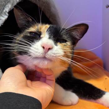 Domestic Short Hair Cats Available for Adoption in Westhampton, New York - Margo | PetCurious
