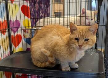 Tabby and Domestic Short Hair Cats Available for Adoption in Marietta, Ohio - Milo (Neutered)  | PetCurious