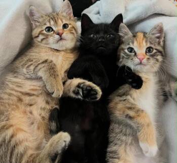 Domestic Short Hair Cats Available for Adoption in Cromwell, Kentucky - Ginger | PetCurious