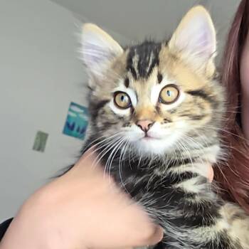 Cheese -  Domestic Short Hair Cat for Adoption in Abbotsford, British Columbia - Cheese | PetCurious