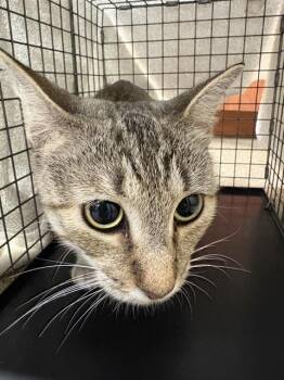 TWIZZLER -  Domestic Short Hair Cat for Adoption in Fort Myers, Florida - TWIZZLER | PetCurious