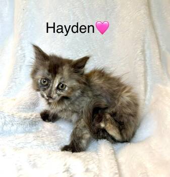 Hayden -  Domestic Long Hair Cat Available for Adoption in Copley, Ohio - Hayden | PetCurious