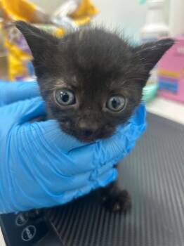 Thermos -  Domestic Short Hair Cat Available for Adoption in Hartsville, South Carolina - Thermos | PetCurious