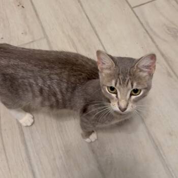 Rescue Domestic Short Hair Cats for Adoption - Honey | PetCurious