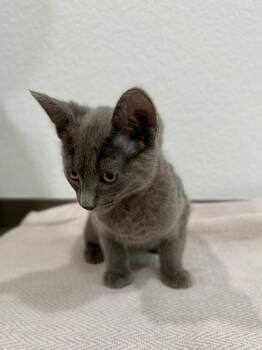 Domestic Short Hair Cats Available for Adoption in Las Vegas, Nevada - Blue | PetCurious