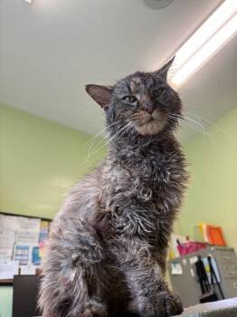 Anubis -  Domestic Long Hair Cat for Adoption in Warren, Pennsylvania - Anubis | PetCurious