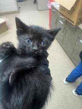 Domestic Short Hair Cats Available for Adoption in Farmers Branch, Texas - Yogi | PetCurious