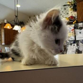 Fifer -  Domestic Long Hair Cat for Adoption in Prosper, Texas - Fifer | PetCurious