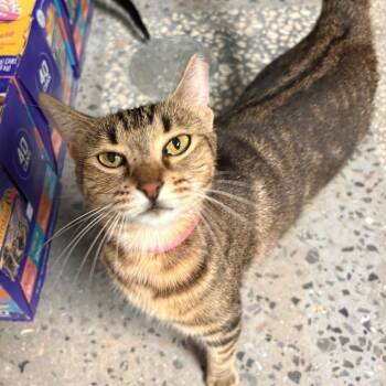 Rays -  Domestic Short Hair Cat for Adoption in Lakeland, Florida - Rays | PetCurious
