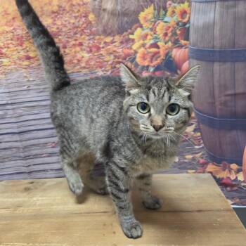 Robin -  Domestic Short Hair Cat for Adoption in Normal, Illinois - Robin | PetCurious
