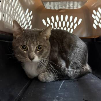 Antinous -  Domestic Short Hair Cat for Adoption in Madison, Wisconsin - Antinous | PetCurious