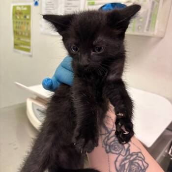 Domestic Short Hair Cats Available for Adoption in Charleston, West Virginia - Soot | PetCurious