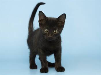 PACO -  Domestic Short Hair Cat for Adoption in Phoenix, Arizona - PACO | PetCurious