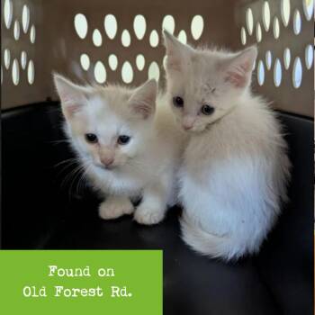 Tom Thumb -  Domestic Short Hair Cat for Adoption in Lynchburg, Virginia - Tom Thumb | PetCurious