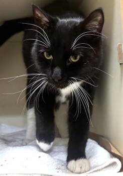 Domestic Short Hair Cats Available for Adoption in Dedham, Massachusetts - NICK | PetCurious