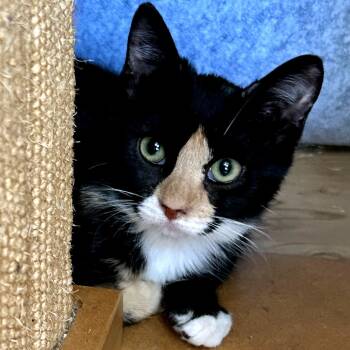 Rescue Domestic Short Hair Cats for Adoption in Huntsville, Alabama - Selena Gomez | PetCurious