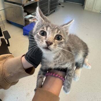 Leon Kennedy -  Domestic Short Hair Cat for Adoption in Huntington, West Virginia - Leon Kennedy | PetCurious