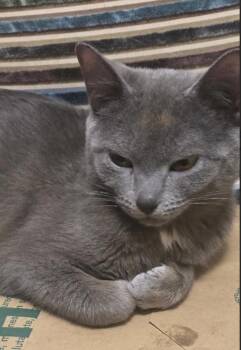Russian Blue and Domestic Short Hair Cats Available for Adoption in New York, New York - Opal  | PetCurious