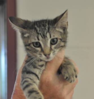 Mario -  Domestic Short Hair Cat for Adoption in Slidell, Louisiana - Mario | PetCurious