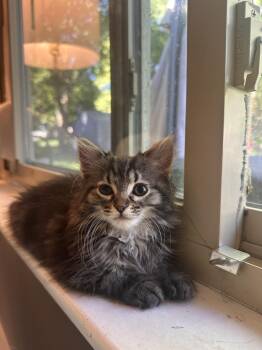 Curie -  Domestic Medium Hair Cat for Adoption in Plymouth, Michigan - Curie | PetCurious