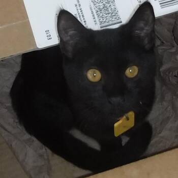 Gwen - Social & Loving -  Bombay Cat for Adoption in Hoquiam, Washington - Gwen - Social & Loving | PetCurious