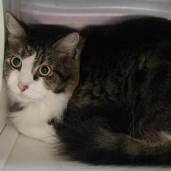 ANGEL -  Domestic Long Hair Cat for Adoption in St. Louis, Missouri - ANGEL | PetCurious