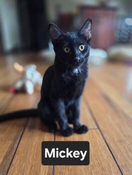 Mickey -  Domestic Short Hair Cat for Adoption in Manhattan, Kansas - Mickey | PetCurious