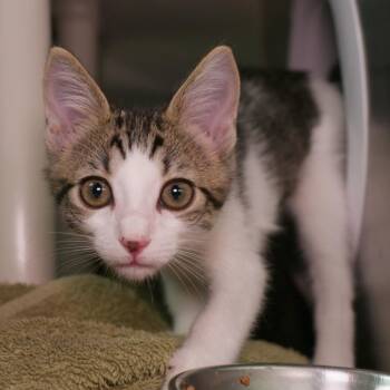 Filament -  Domestic Short Hair Cat for Adoption in Seattle, Washington - Filament | PetCurious