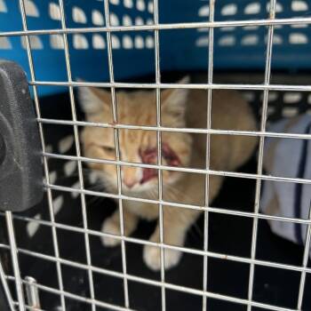 Domestic Short Hair Cats Available for Adoption - Blazion | PetCurious