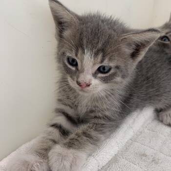 Crackers -  Domestic Short Hair Cat for Adoption in Pasadena, California - Crackers | PetCurious