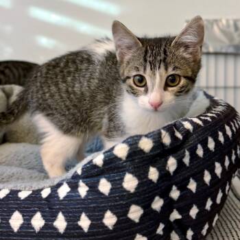 Rescue Domestic Short Hair Cats for Adoption in Chino Hills, California - Nami C000-646 - Costa Mesa Location | PetCurious