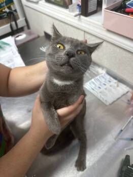 Rescue Domestic Short Hair Cats for Adoption in Pomona, New York - Clay | PetCurious