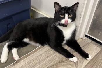 Domestic Short Hair Cats Available for Adoption - Mache | PetCurious