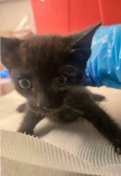 Izzy -  Domestic Short Hair Cat for Adoption in Fresno, California - Izzy | PetCurious